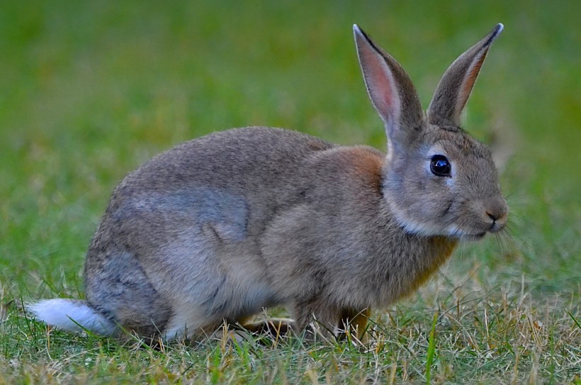 点击大图看下一张：可爱的灰色兔子图片