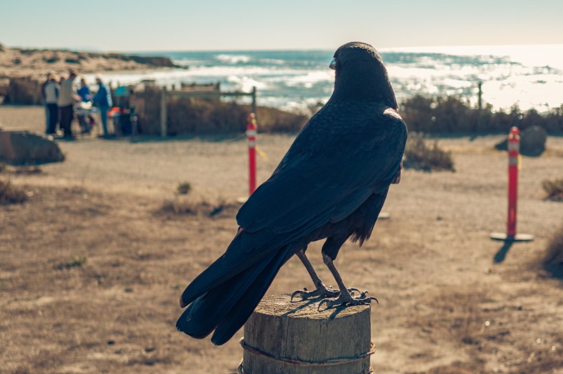 点击大图看下一张：羽毛漆黑的乌鸦图片