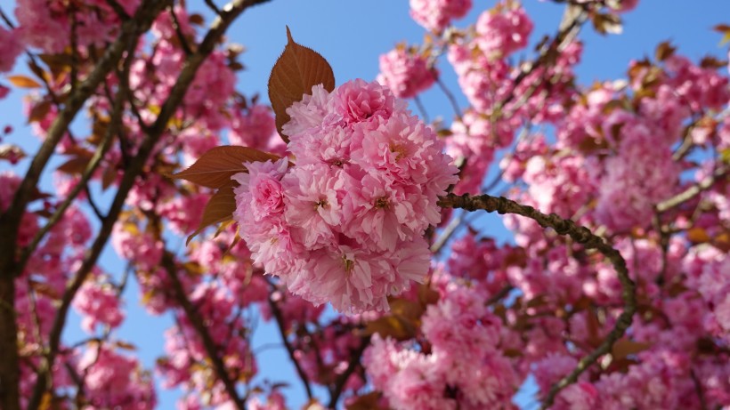 点击大图看下一张：亮丽鲜艳的樱花图片