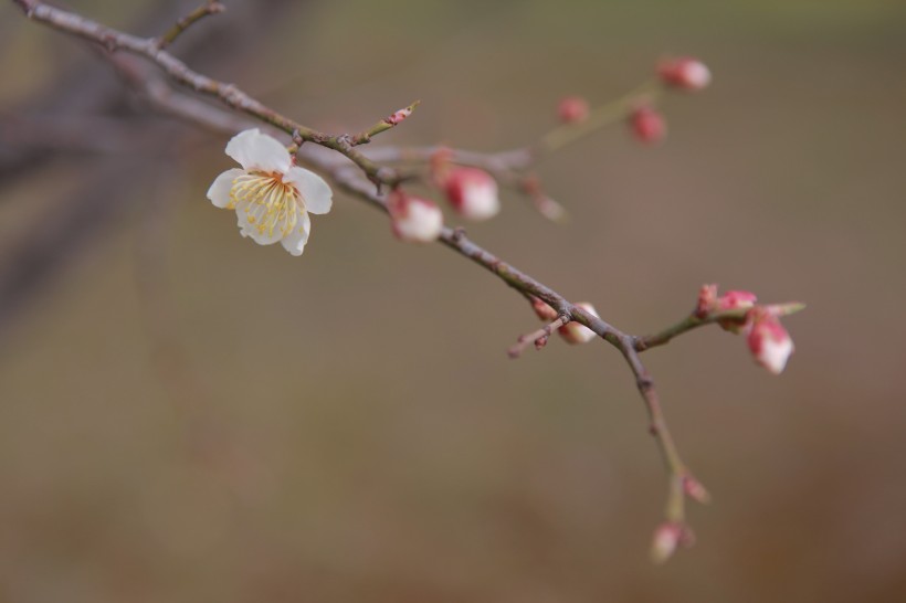 点击大图看下一张：亮丽鲜艳的樱花图片