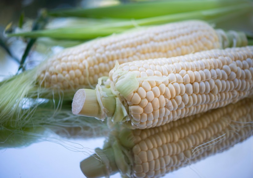 点击大图看下一张：颗粒饱满的玉米图片