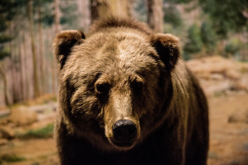 点击大图看下一张：身形庞大的棕熊图片