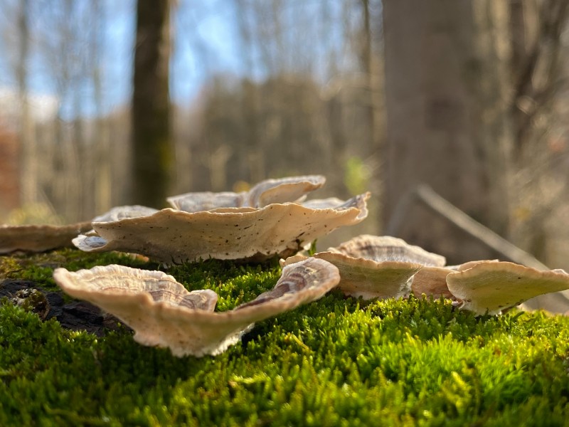点击大图看下一张：树林的蘑菇图片