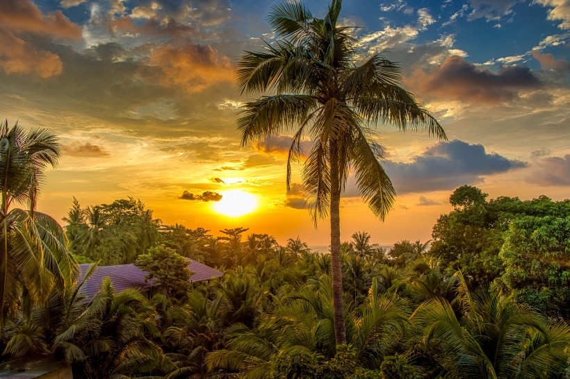 点击大图看下一张：热带的椰树图片