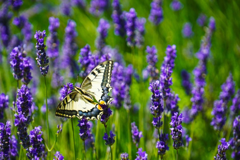 点击大图看下一张：花间飞舞的蝴蝶图片