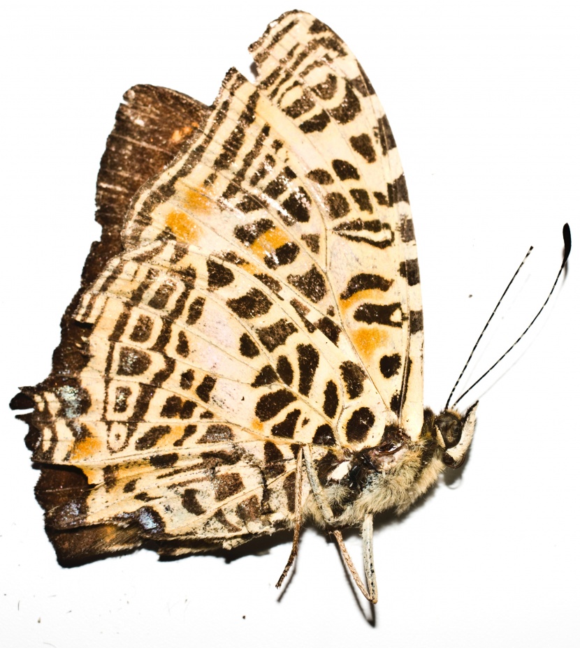 点击大图看下一张：多样的蝴蝶标本图片