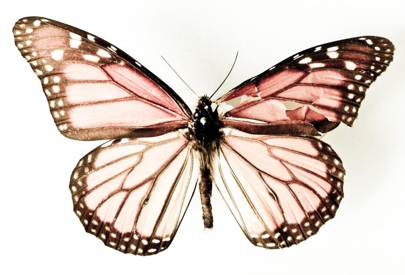 点击大图看下一张：多样的蝴蝶标本图片