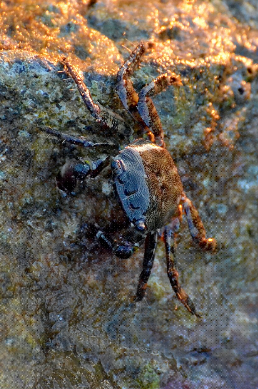 点击大图看下一张：海边的小螃蟹图片