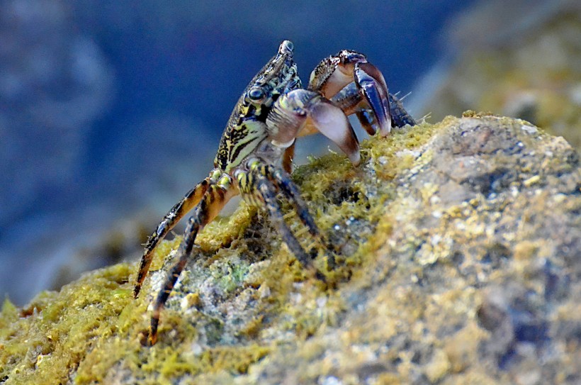 点击大图看下一张:海边的小螃蟹图片