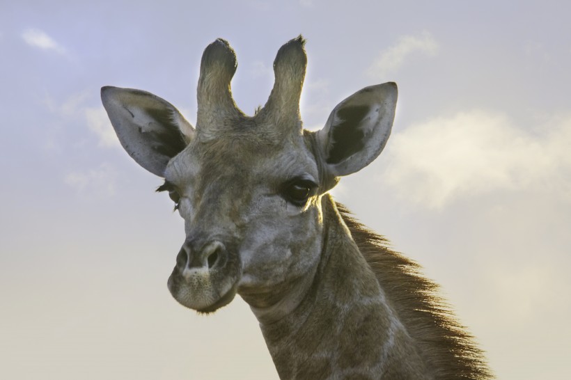 点击大图看下一张：南非草原上的长颈鹿图片