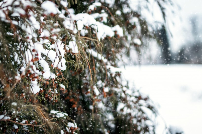 点击大图看下一张：白茫茫的冬季图片
