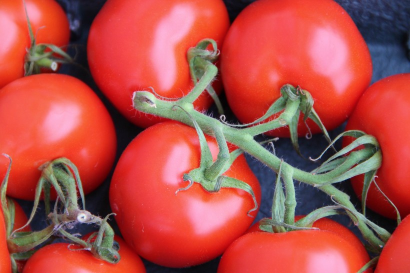 点击大图看下一张：营养丰富的红色番茄图片