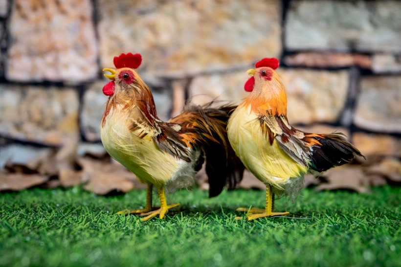 点击大图看下一张:逼真的公鸡模型图片