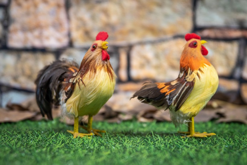 点击大图看下一张:逼真的公鸡模型图片