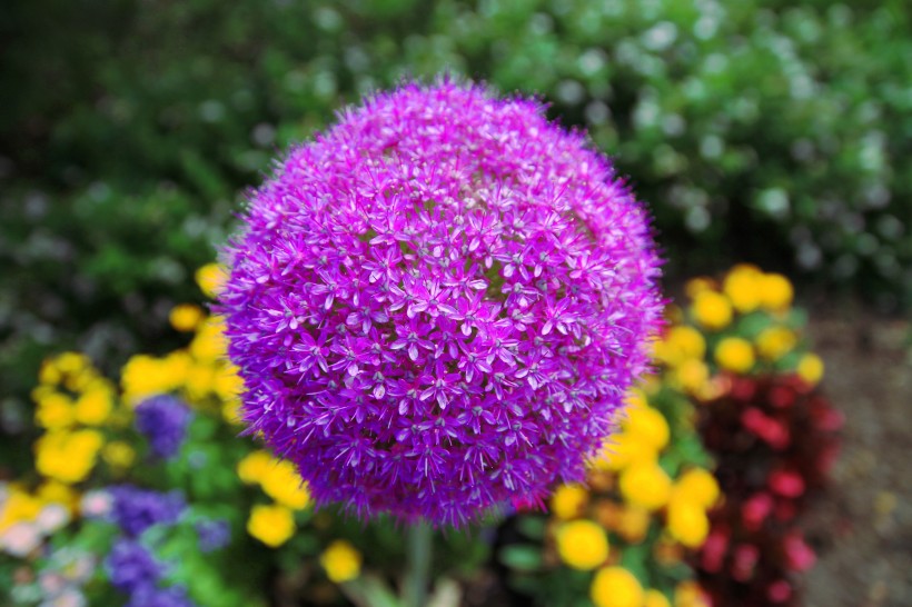 点击大图看下一张：紫色球状的观赏葱图片