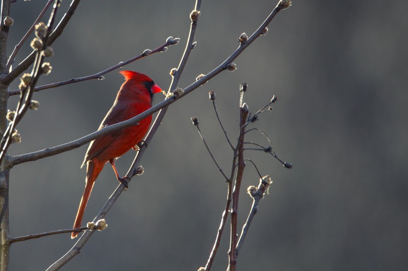 点击大图看下一张：气质优雅的红衣主教鸟图片