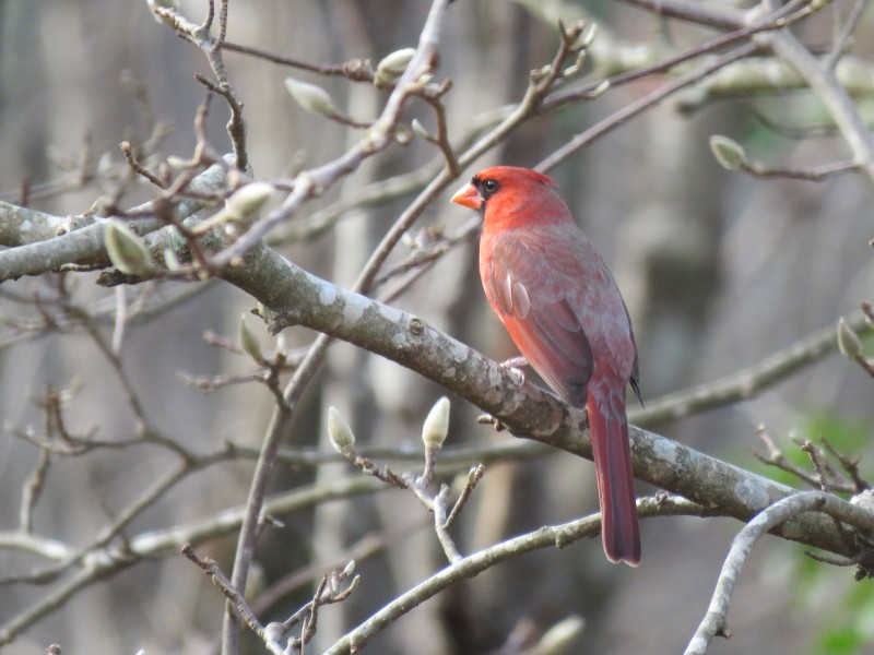 点击大图看下一张：气质优雅的红衣主教鸟图片