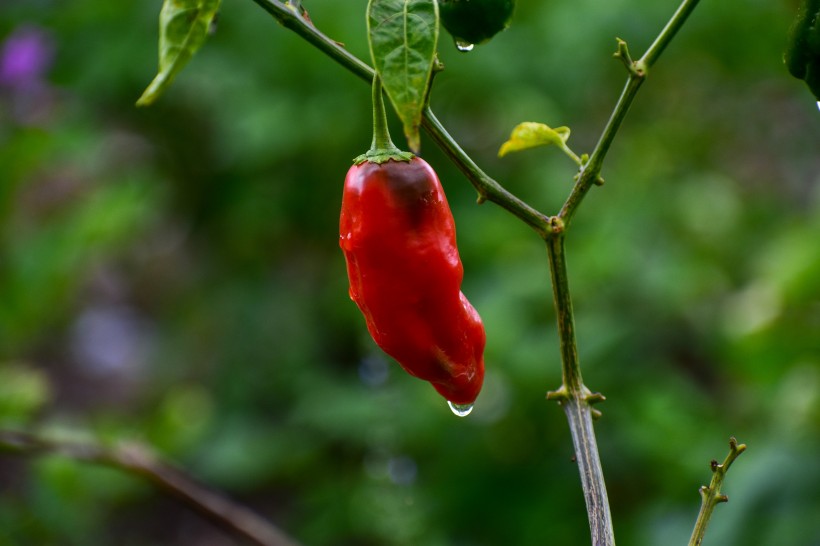 点击大图看下一张：新鲜辛辣的红色辣椒图片