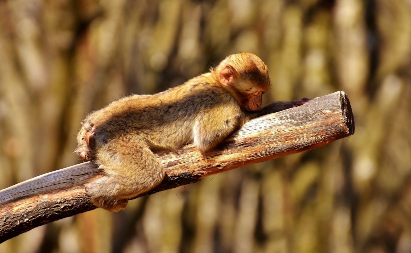 点击大图看下一张：可爱的巴巴利猕猴图片