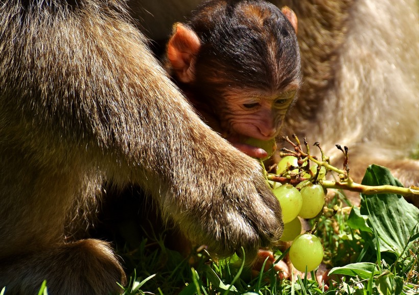 点击大图看下一张：聪明可爱的巴巴利猕猴图片