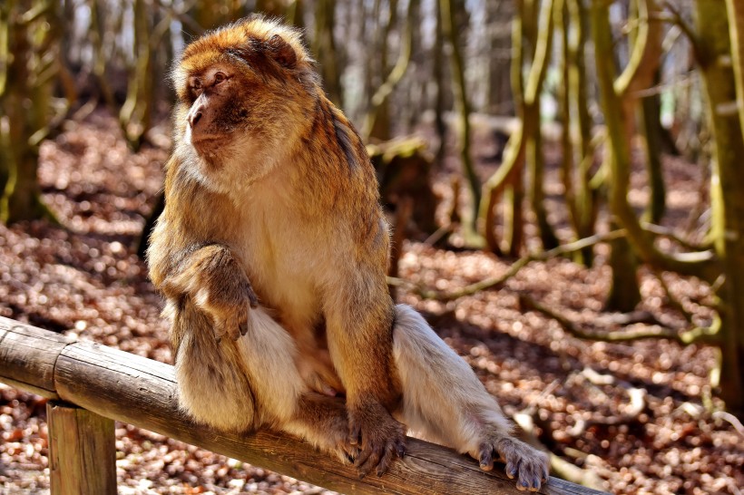点击大图看下一张：可爱的巴巴利猕猴图片