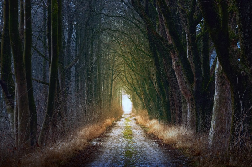 点击大图看下一张：森林中幽静的小路风景图片