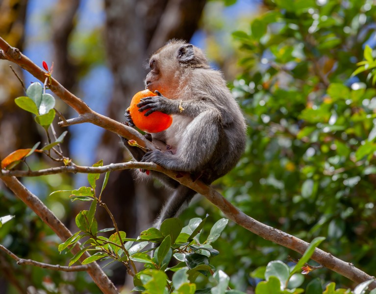 点击大图看下一张：聪敏可爱的食蟹猕猴图片