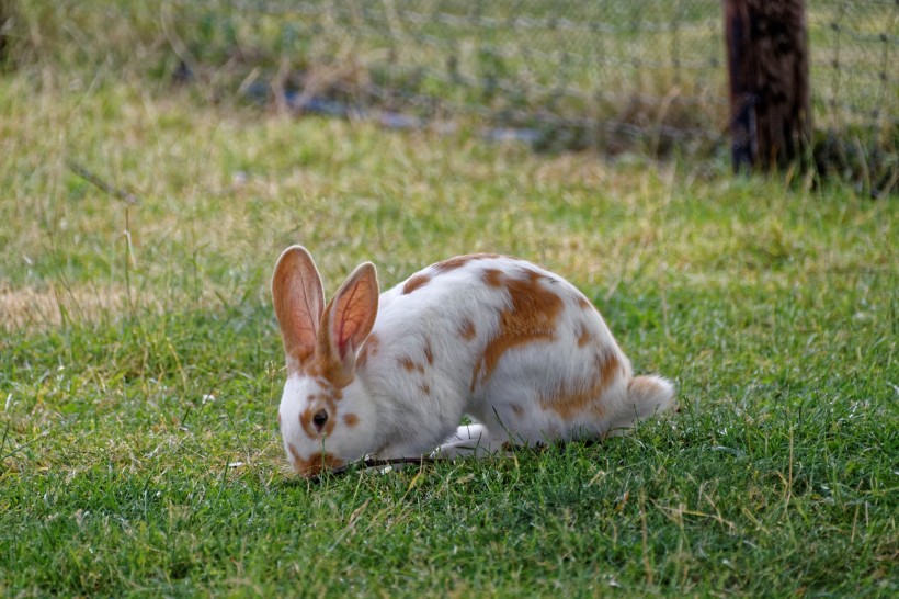 点击大图看下一张：可爱机灵的兔子图片