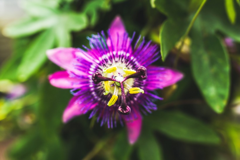 点击大图看下一张：花型奇特的紫色西番莲图片