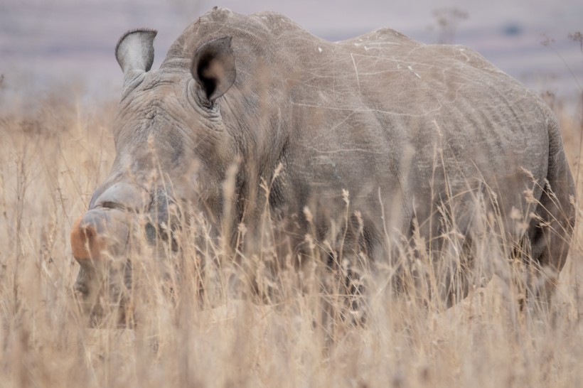 点击大图看下一张：草原里的犀牛图片