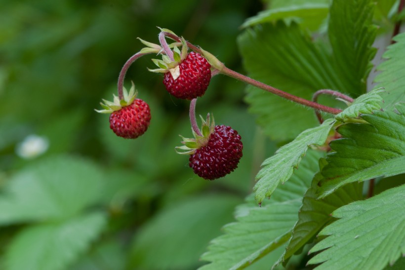 点击大图看下一张：酸甜美味的野草莓图片