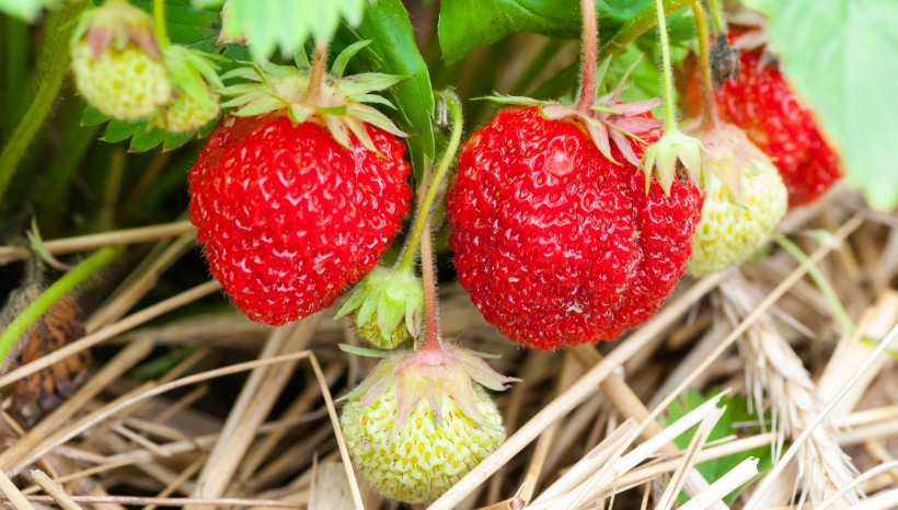 点击大图看下一张：酸甜好吃的野草莓图片