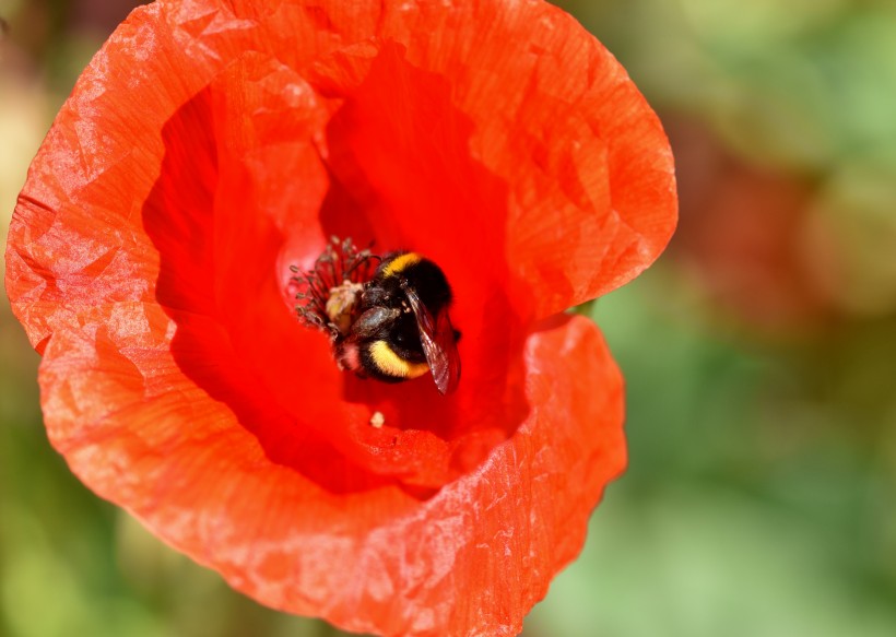 点击大图看下一张：妖娆热烈的罂粟花图片