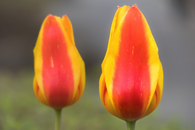 点击大图看下一张：花型艳丽的郁金香图片