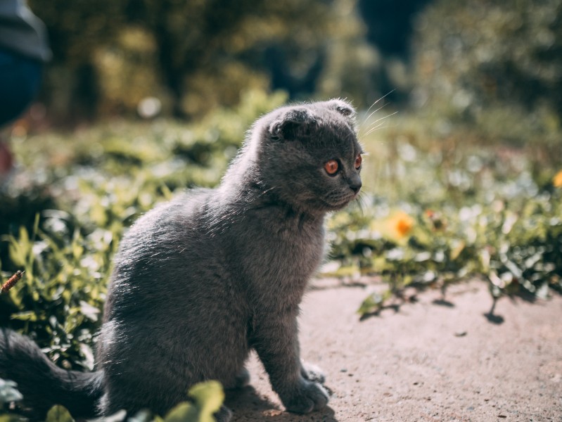 点击大图看下一张:折耳猫图片