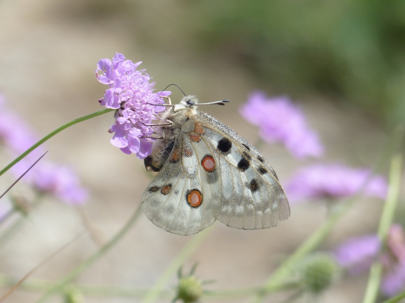 点击大图看下一张：美丽珍贵的阿波罗绢蝶图片