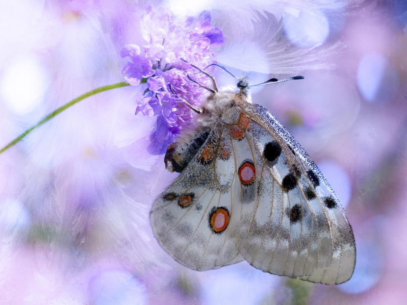 点击大图看下一张：美丽珍贵的阿波罗绢蝶图片