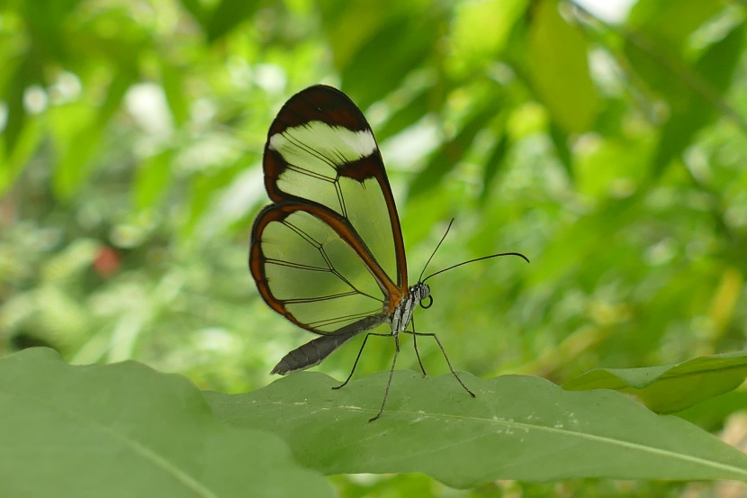 点击大图看下一张：透明翅膀的宽纹黑脉绡蝶图片