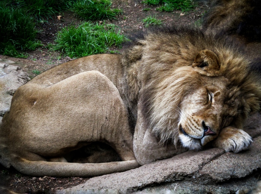 点击大图看下一张：打瞌睡的野生动物图片