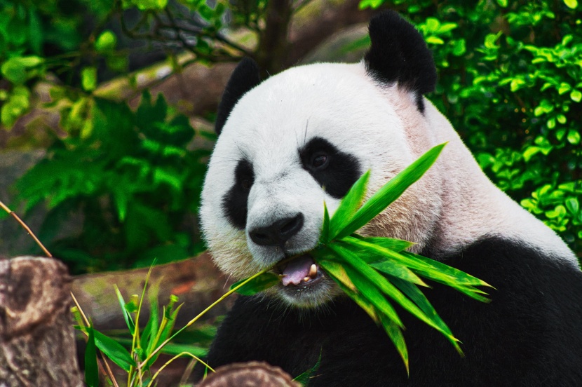 点击大图看下一张：认真吃竹子的熊猫图片