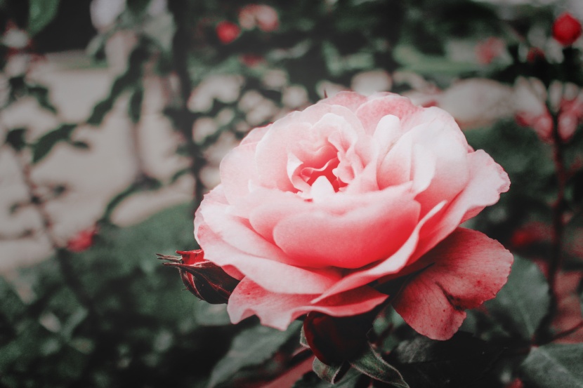 点击大图看下一张：娇美的粉色玫瑰花图片
