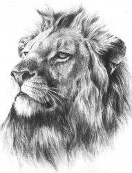 霸气的狮子头像纹身手稿