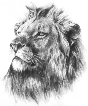 点击大图看下一张：霸气的狮子头像纹身手稿