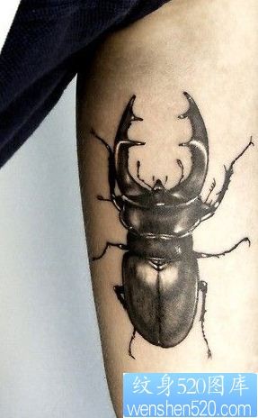 点击大图看下一张：3D甲壳虫纹身图案