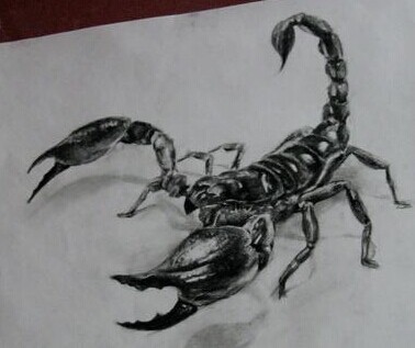 点击大图看下一张：时尚帅气的蝎子纹身手稿图2