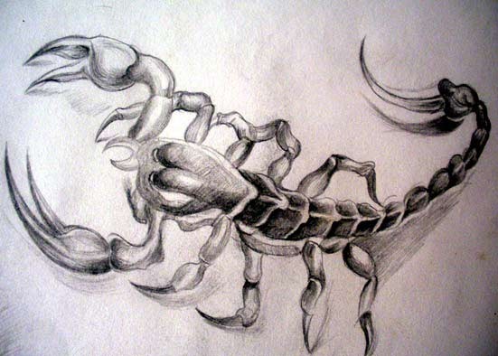 点击大图看下一张：时尚帅气的蝎子纹身手稿图4