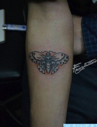 手臂一幅清晰精美的蝴蝶纹身图片