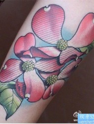 一幅手臂彩色蝴蝶兰纹身图案