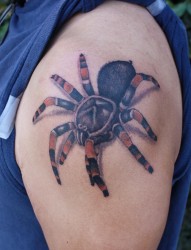 大臂上的蜘蛛纹身