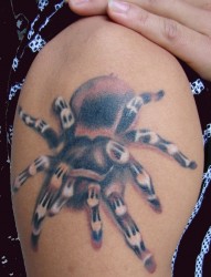 一款毛茸茸的蜘蛛纹身